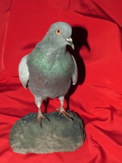 Beautiful Mounted Pigeon Stuffed Bird Taxidermy New