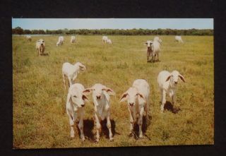 Goats Calves Pasture Scene J D Hudgins Ranch Hungerford TX PC