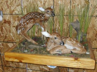 Taxidermy Twin Whitetail Fawn Display