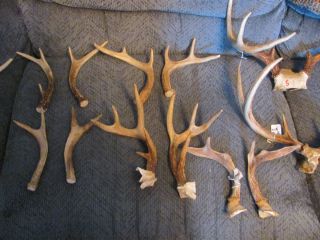 HUGE LOT OF DEER ANTLERS 23 MATCHING SETS AND MORE DOG CHEWS CRAFTS