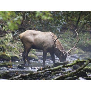 Brewster UMB91065 96 Inch by 126 Inch Elk   Morning Drink Wall Mural