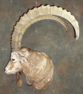 Mid Asian Ibex Shoulder Mount Horns Taxidermy Decor