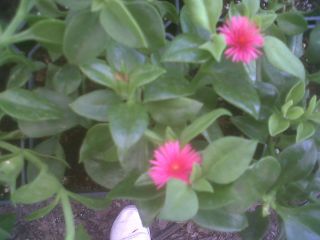 Ice Plant Red Apple Green Leaf Red Flowers