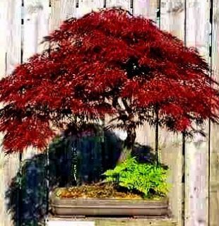 Inaba Shidari Lacy Weeping Japanese Maple Tree Crimson 5 Fresh Seeds