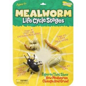 Insect Lore 2620 Mealworm Life Cycle Stages New