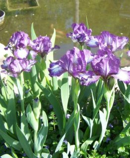 Live Plant Plum Ripples Dwarf Bearded Iris Strong Grower