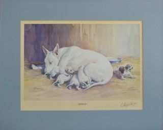  Signed English Bull Terrier Art Lithograph Ishmael by Ambler