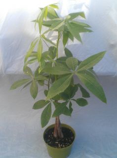 Money Tree Plant   Pachira Aquatica in 6 inch pot   25 tall   3 stems