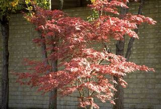 Japanese Maple Seedling Trees 3ft Tall Branched