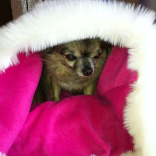 Chihuahua Puppy Dog Cream Rasberry Pink Pet Cat Bed Snuggle Sak Towie
