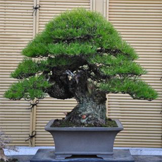 Three Japanese Black Pine Trees Bonsai Starters
