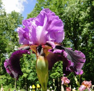  Iris Orchid Over Black Wine Ruffled 09 Perennial Plant Bulb