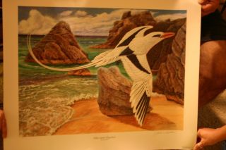 John A Ruthven Limited Edition Print White Tailed Tropicbird