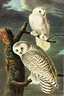 Audubon Snowy Owl by John James Audubon 20"x26" Art on Canvas  