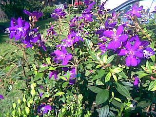 Tibouchina Ecuador Princess Purple Flowers Shrub Form Blooms Most of