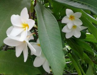 ONE WHITE PLUMERIA CUTTING ON SALE LIMITED SUPPLY