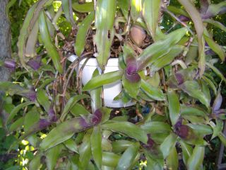 10 callisia fragrans inch plant bromeliad wandering jew hanging basket
