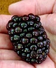 KIOWA Blackberry Bush Live Plant New Rubus