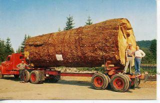 Giant Log Logging Truck Postcard Klamath Falls Oregon