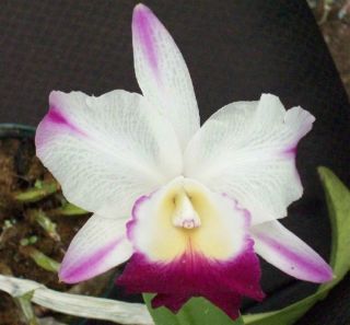 LG Blooming Size BLC Laura Bush Flared Cattleya Orchid Plant