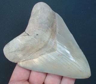 Massive 5 Lee Creek Aurora Megalodon Tooth Experty Repaired