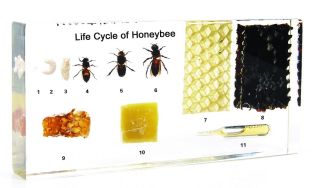 Life Cycle of Honey Bee Apis Mellifera Insect Specimen