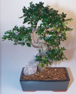 Chinese Elm Bonsai Tree X Large Ulmus Parvifolia Indoor 14 yrs old 13