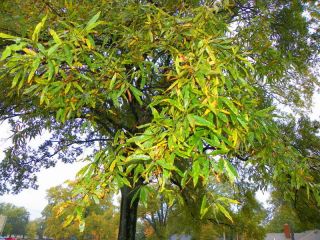25 Genuine Willow Oak tree acorns seeds quercus phellos bamboo leaf