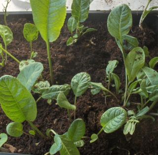 Horseradish Armoracia Rusticana Live Plants Sets Seeds Bulbs