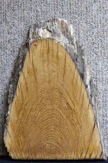 Super Charactered White Oak Live Edge Rustic Taxidermy Mount Lumber