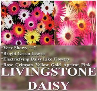 Bulk Livingstone Ice Plants Daisy Flower Seeds Colors
