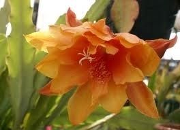 Orchid Cactus Epiphyllum Orange x Epiphyllum Pink Seeds New
