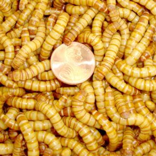 Live Giant Mealworms 250 500 1000 or 2000ct Pet Food Fishing Free