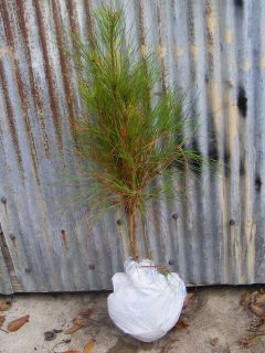 ft 24 Long Leaf Pine Tree