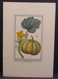 Magdalena Bouchard Color Print Botanical Pumpkin Flower