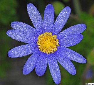 Felicia Blue Marguerite Kingfisher Daisy Vivid 15 Seeds