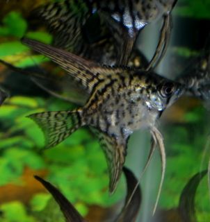 Tropical Fish 6 Green Leopard Veil Angelfish