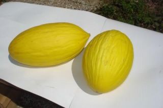 50 Semi Di Melone Giallo Di Paceco