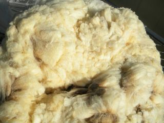 Raw Sheep Wool Merino Targhee Rambouillet Ewe Spinning Fiber White