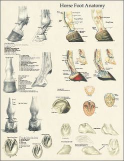 Newly listed Horse Equine Foot Hoof Anatomy Laminated Poster Wall