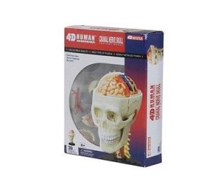 Brain & Cranial Nerve Anatomy 4D Puzzle Educational Toy Model 39 Parts