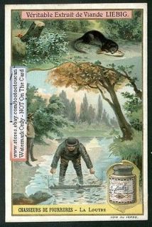 Otter Hunting Trapping Pelt Fur c1907 Card