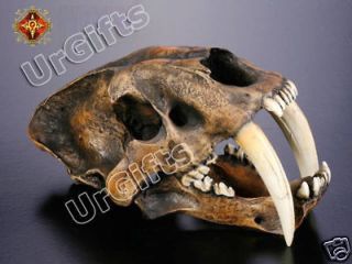 Replica Smilodon Saber Tooth Sabertooth Tiger 11 Skull B