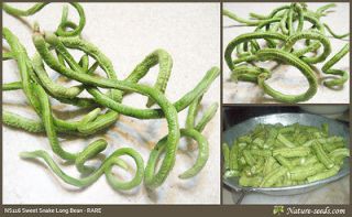 Heirloom Borneo Thick Snake Bean, Asparagus,Gree n Yard Long Bean