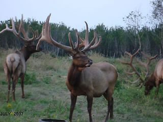 COME TO CANADA FOR YOUR BIG BULL ELK     HUGE ANTLERS
