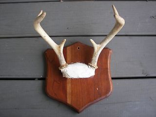 point deer buck rack on placque