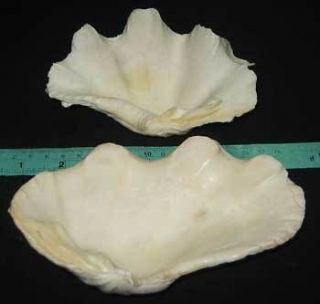 125,150 mm Fluted Giant & Crocus Giant Clam Seashell Sea Shell