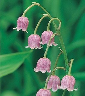 PINK LILY OF THE VALLEY SHADE PLANTS BULBS FRAGRANT PERENNIAL FLOWERS