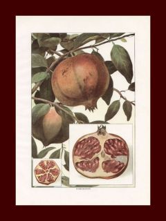 Pomegranate, Antique Color Print, original, 1911