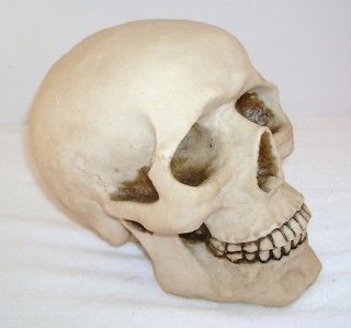 Halloween Skeletons/Skulls 1991 Now